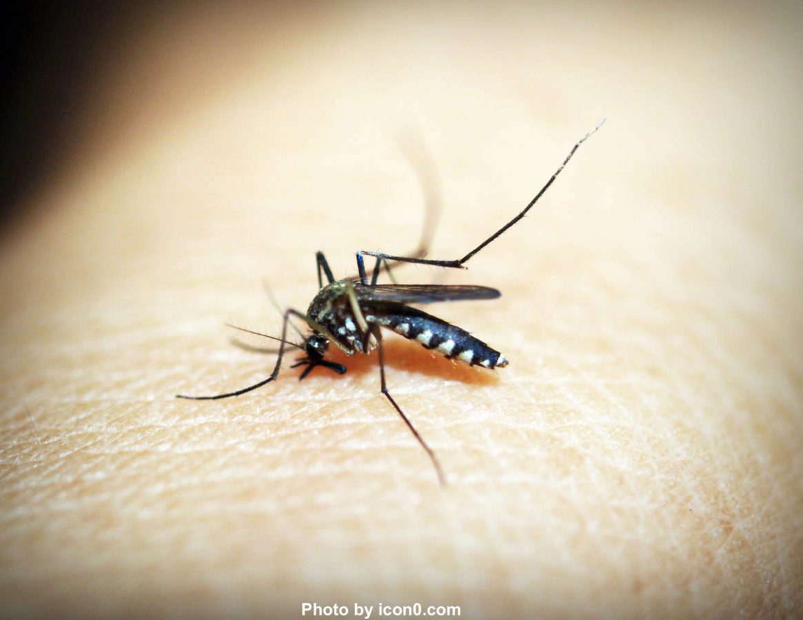 Home Remedies for Mosquito bites, how to naturally, at home care, natural, bug bites, allergic, life is homemade